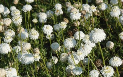 Remèdes naturels conseillés pour les mycoses des doigts de pied