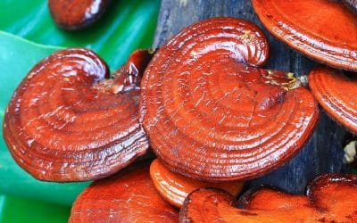 Remèdes pour le cancer de la prostate