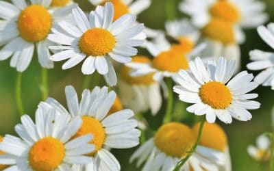 Les remèdes pour la transpiration excessive des aisselles