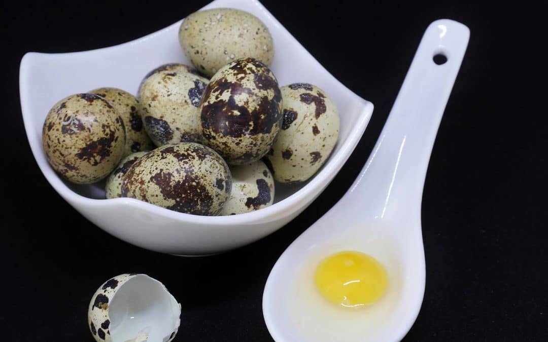L’œuf de caille est le seul œuf diététique qui existe au monde