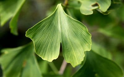 Remèdes face à la maladie de Raynaud