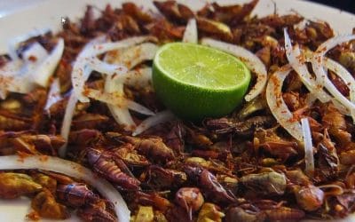 Les bienfaits de la sauterelle