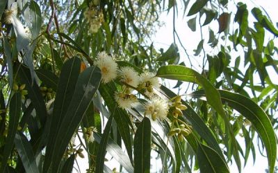 Remèdes naturels conseillés pour la sinusite