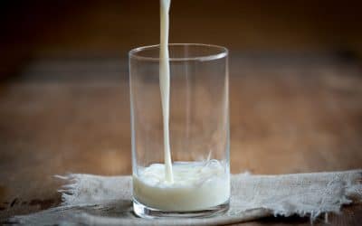 Le lait de chamelle