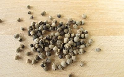 Comment prendre la graine de gattilier ?