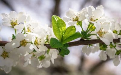 Les manières pour drainer le corps