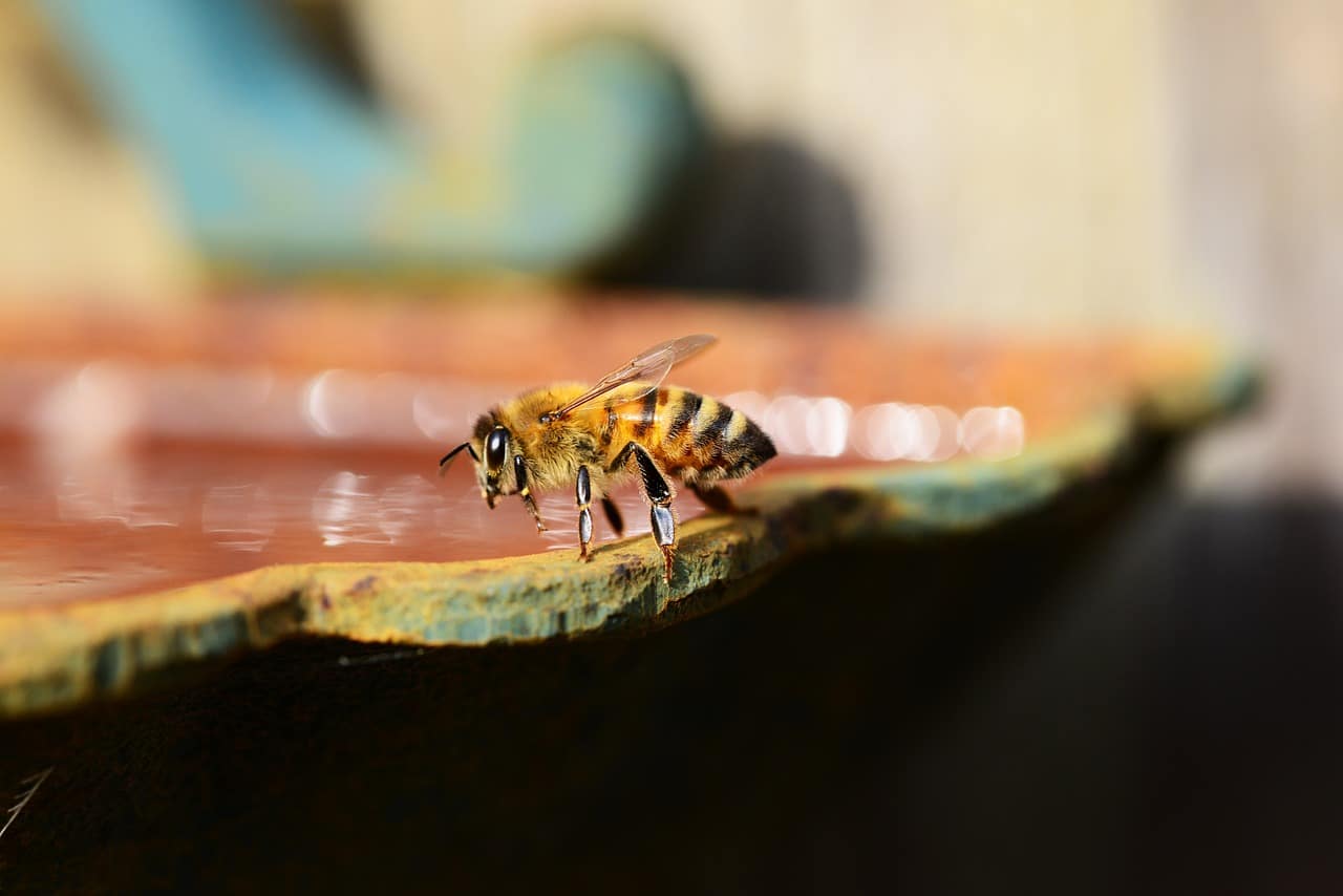 Utiliser le miel dilué dans l’eau en tant que collyre pour l’oreille